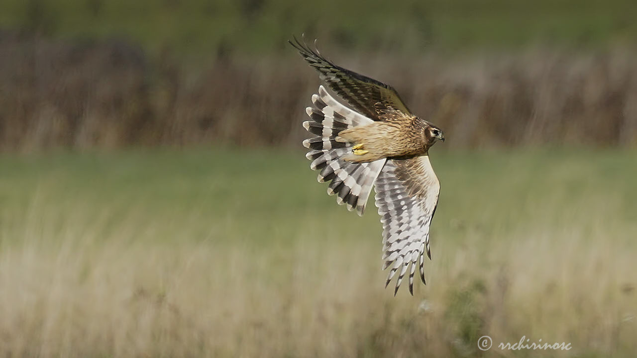 Hen harrier