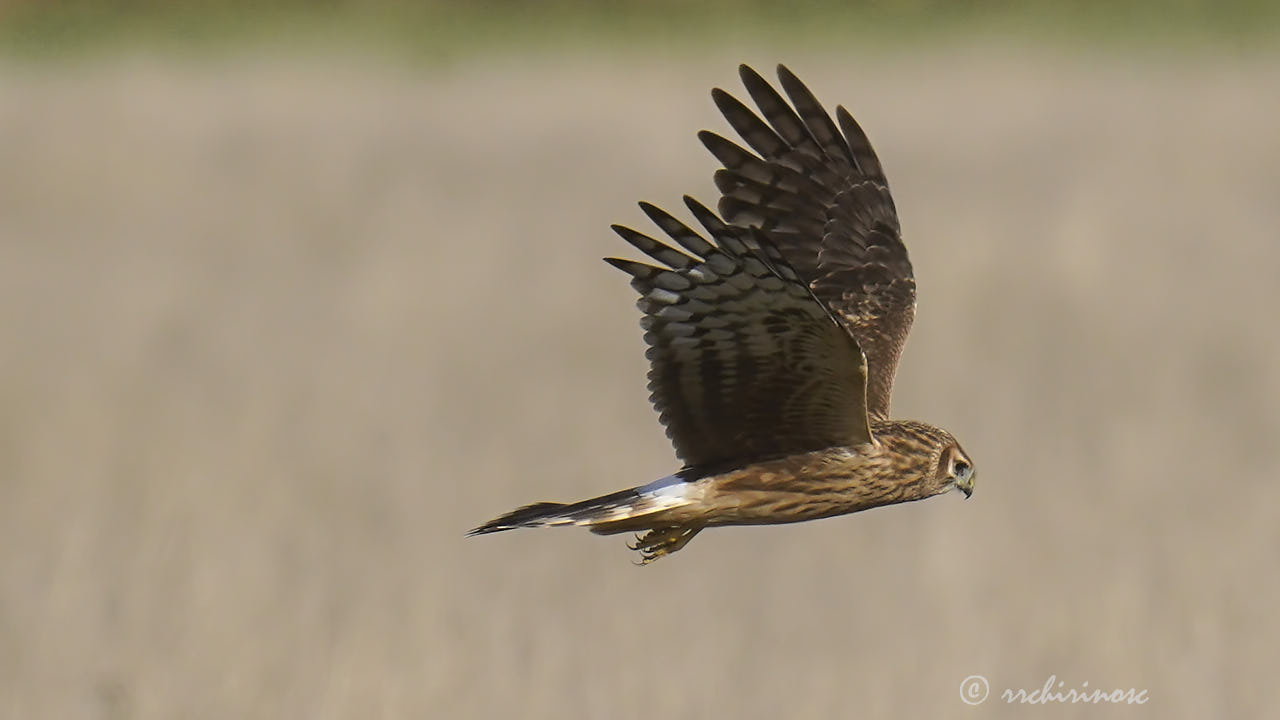 Hen harrier