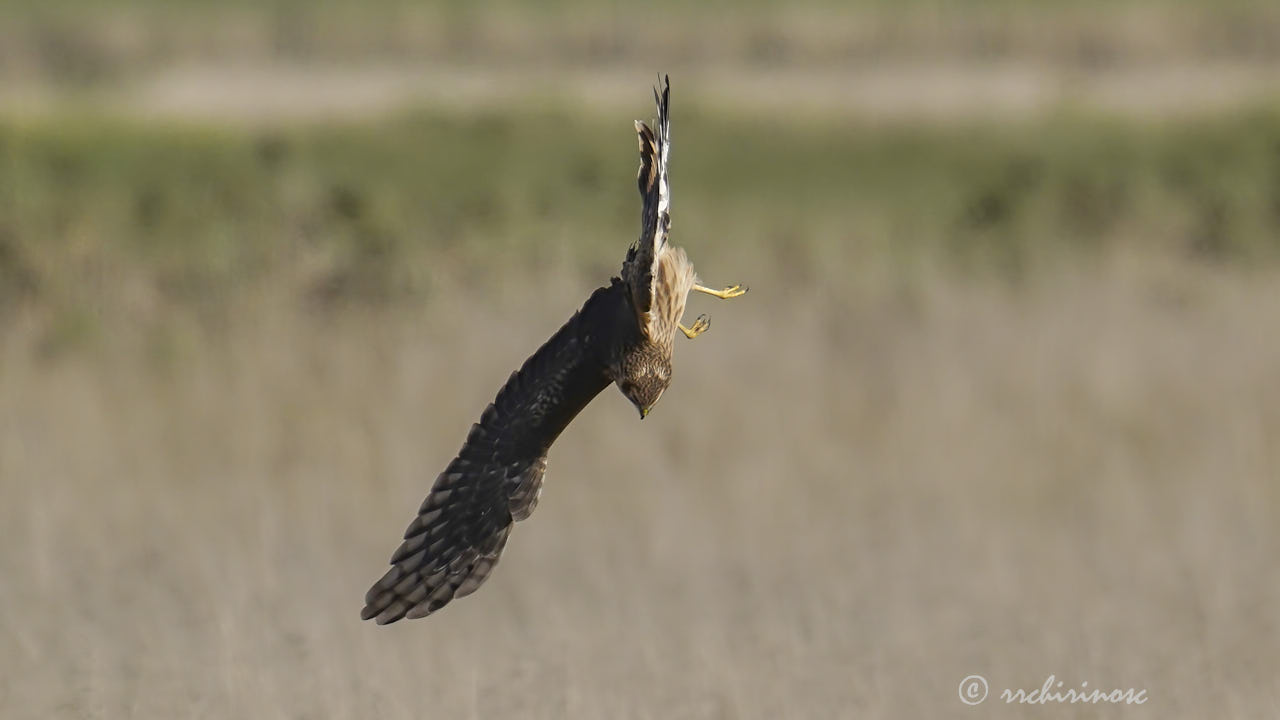 Hen harrier