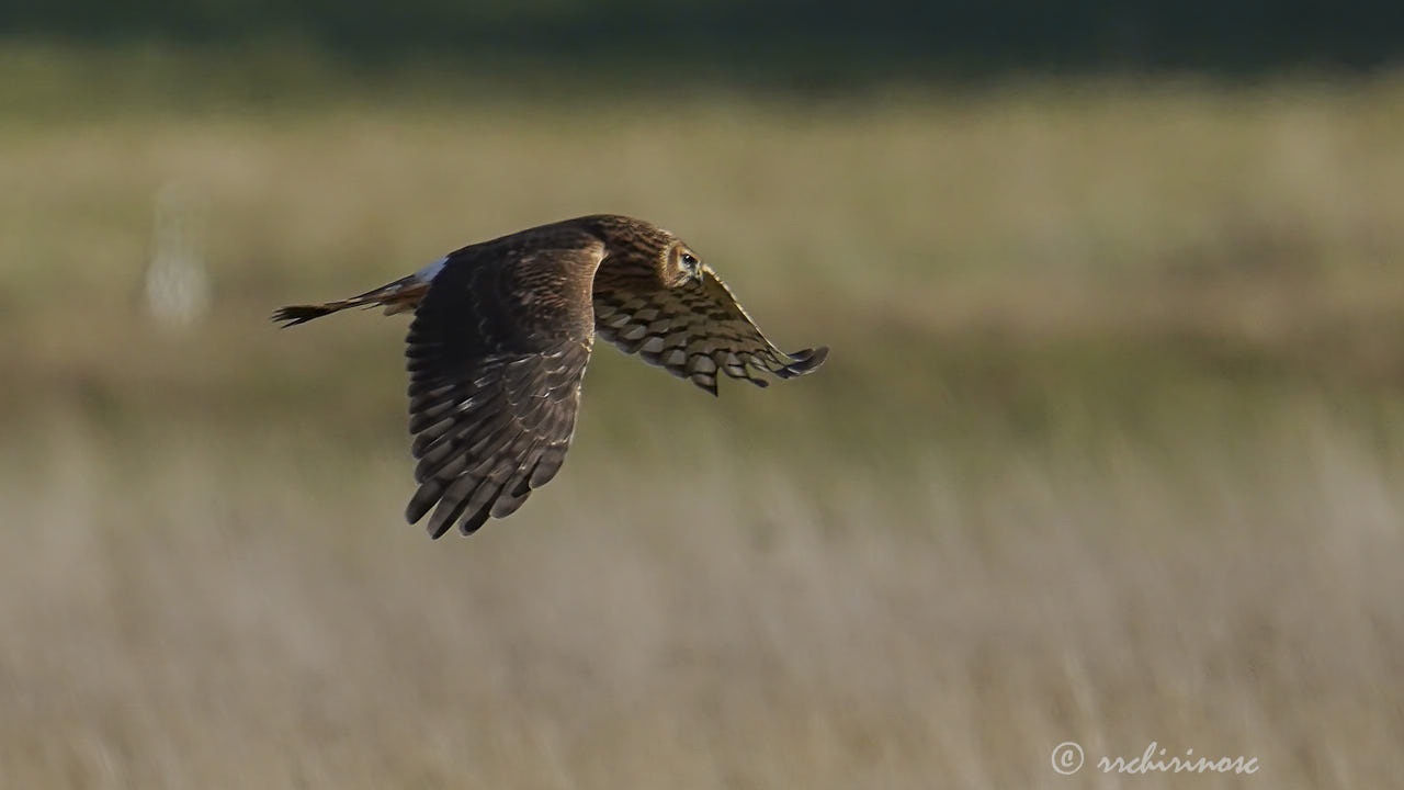 Hen harrier