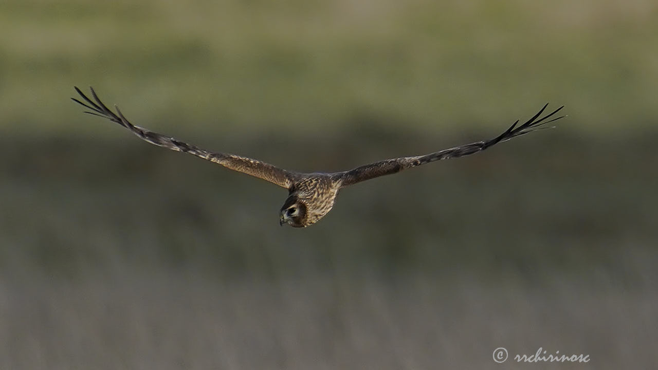 Hen harrier