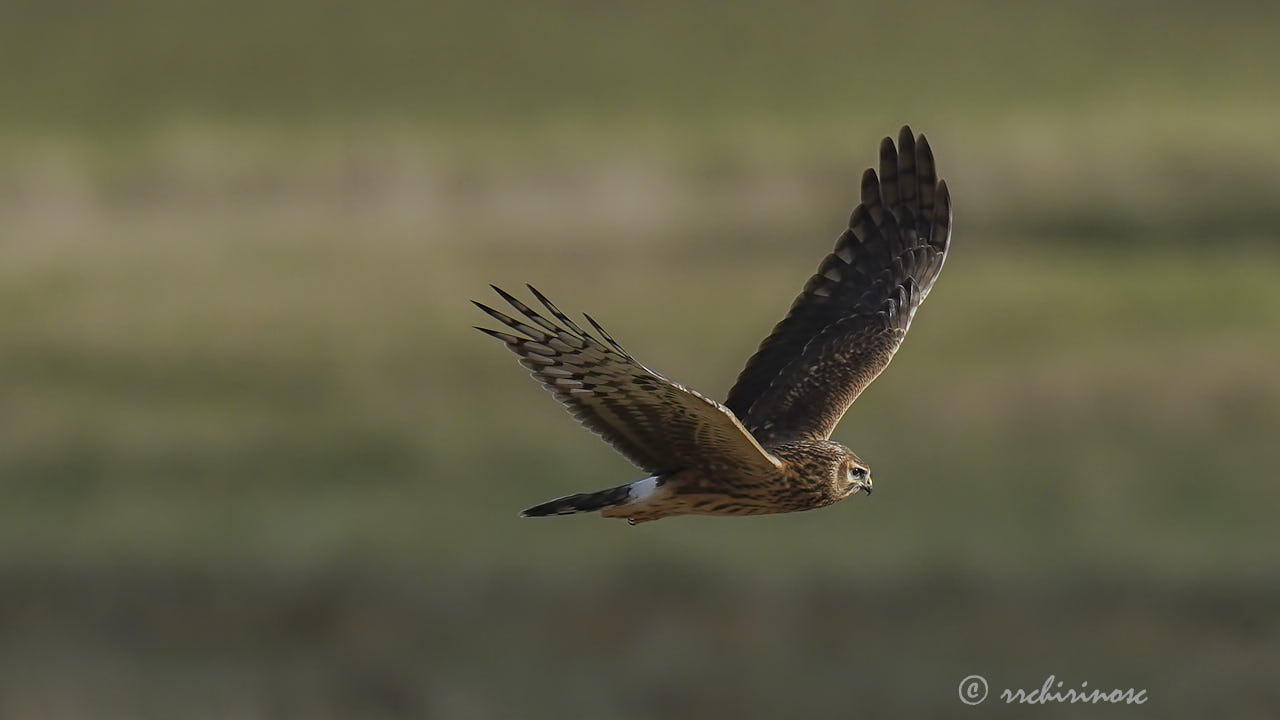 Hen harrier