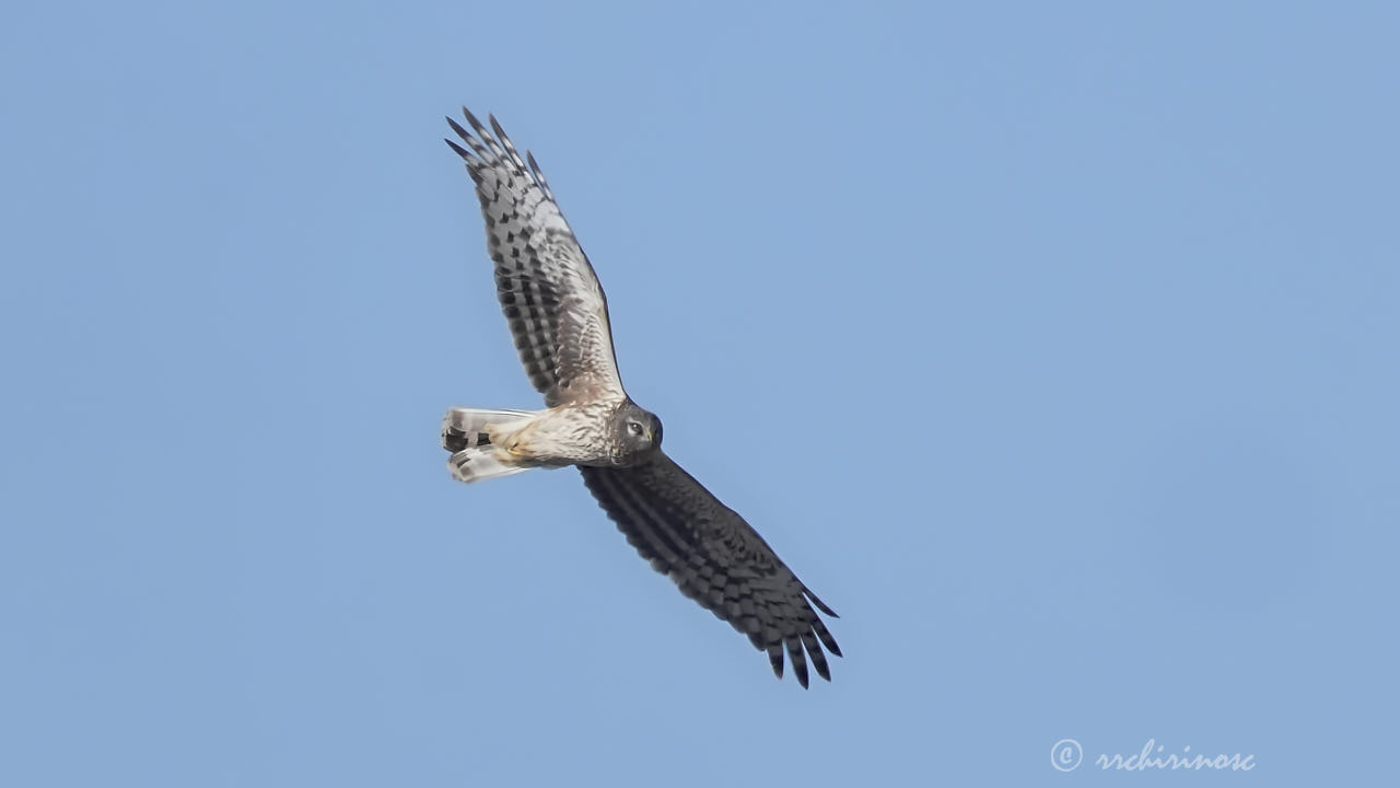 Hen harrier