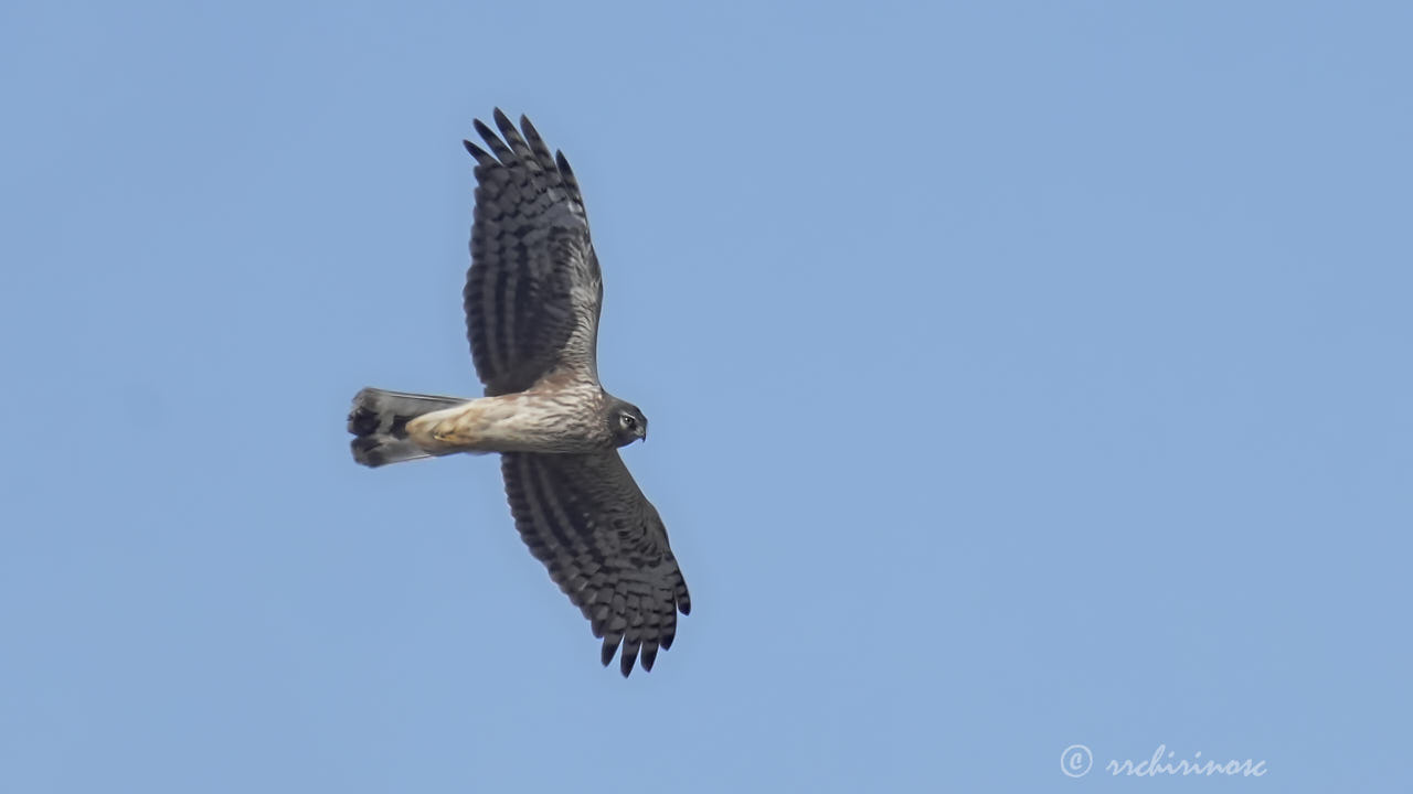 Hen harrier