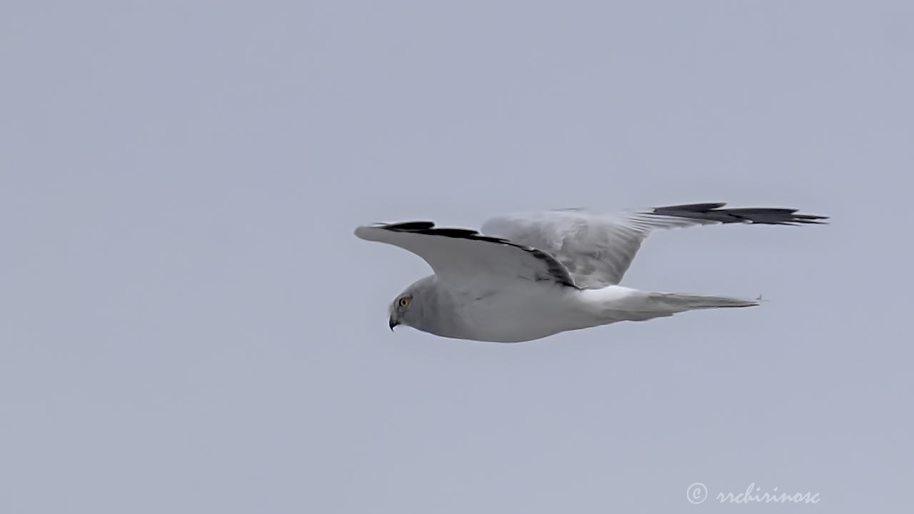 Hen harrier