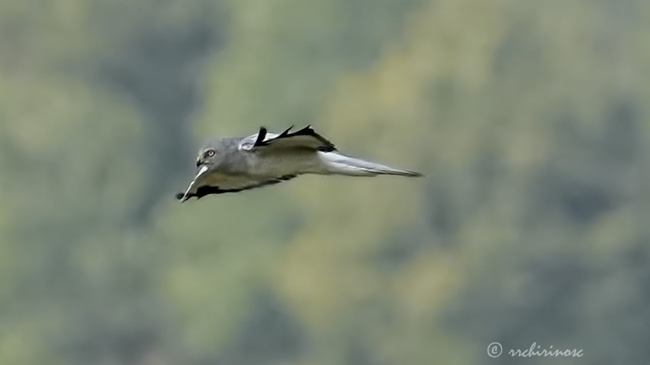 Hen harrier