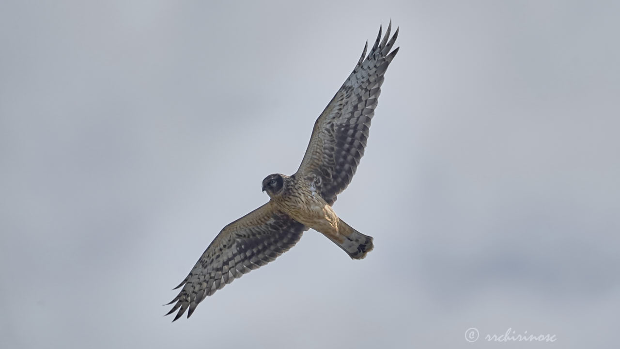 Hen harrier