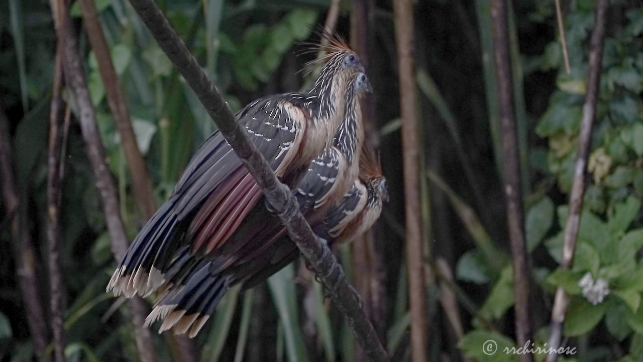 Hoatzin