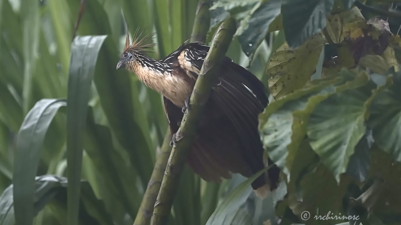 Hoatzin