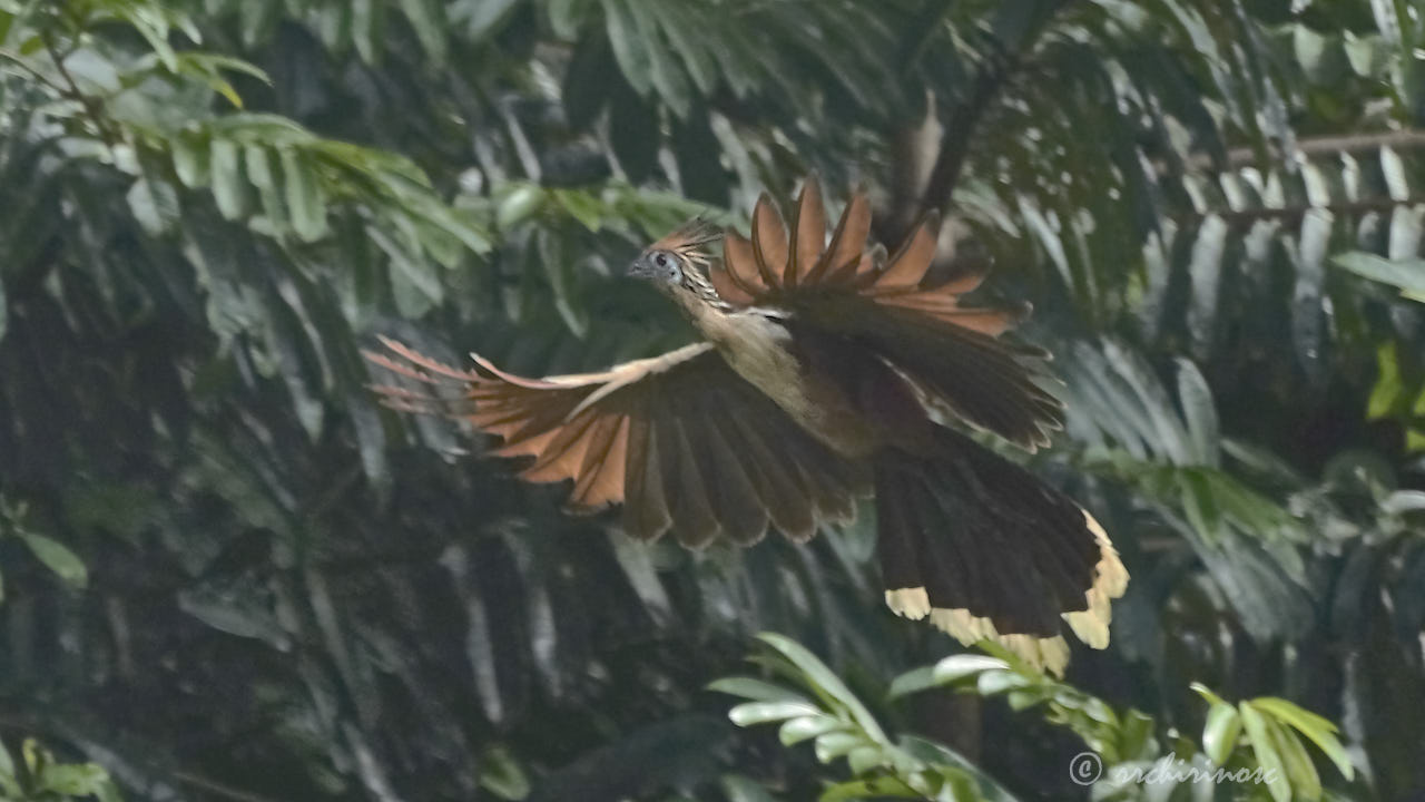 Hoatzin