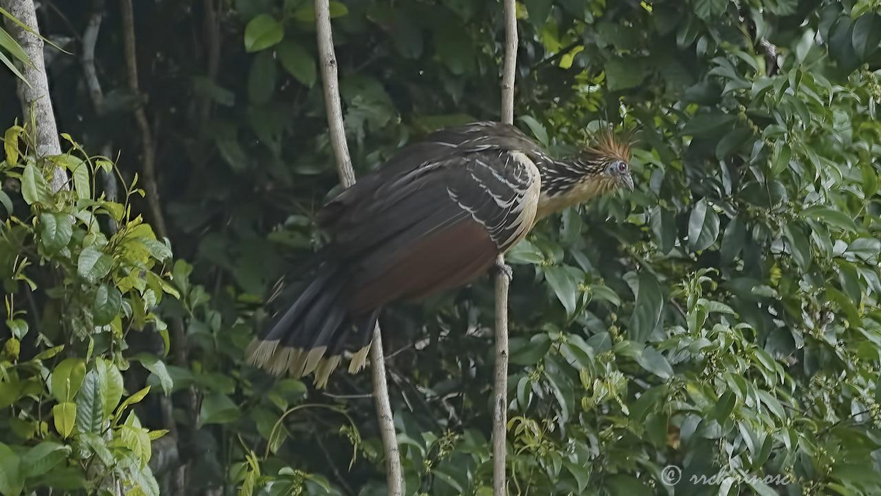 Hoatzin