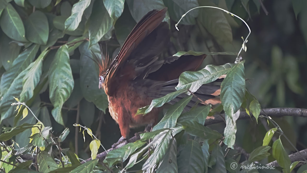 Hoatzin