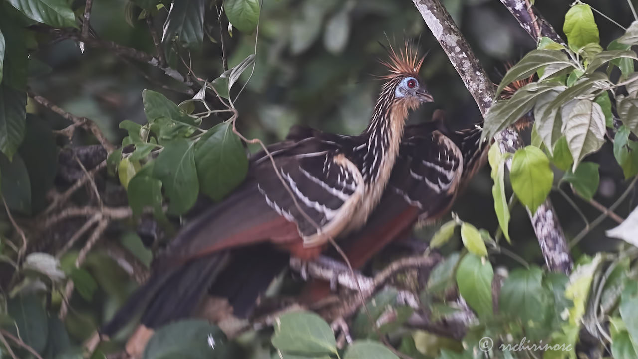 Hoatzin