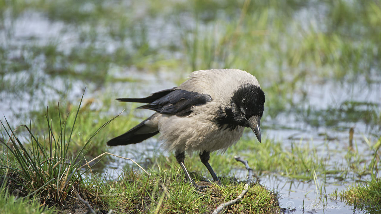 Hooded crow