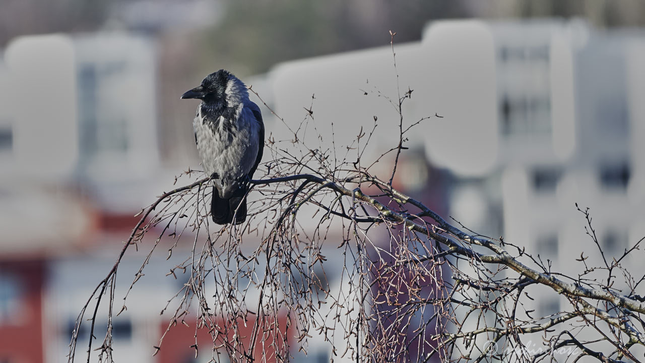 Hooded crow