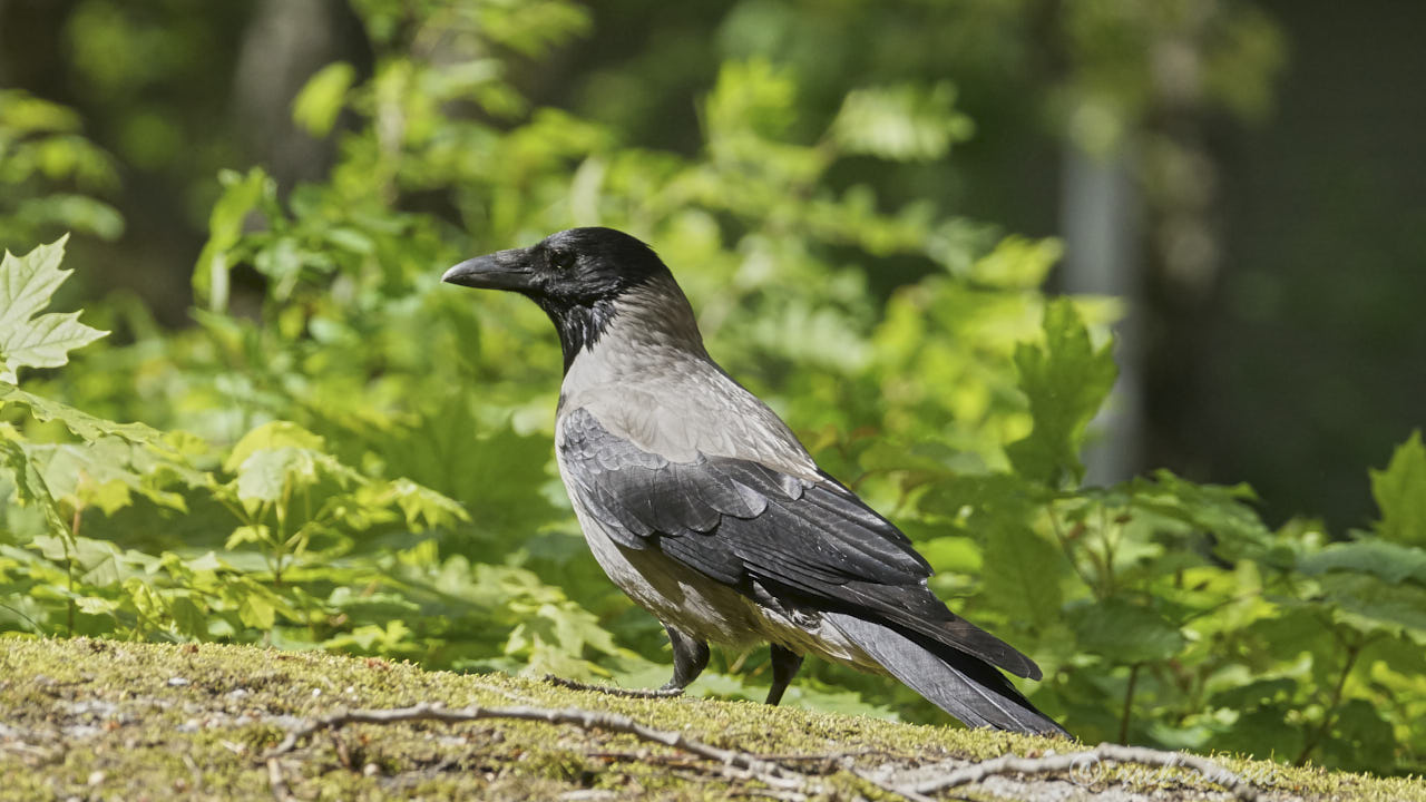 Hooded crow