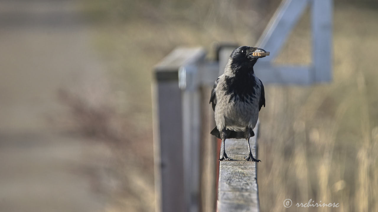 Hooded crow