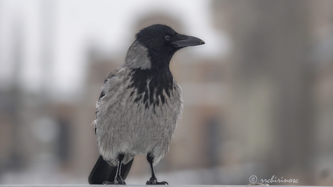 Hooded crow