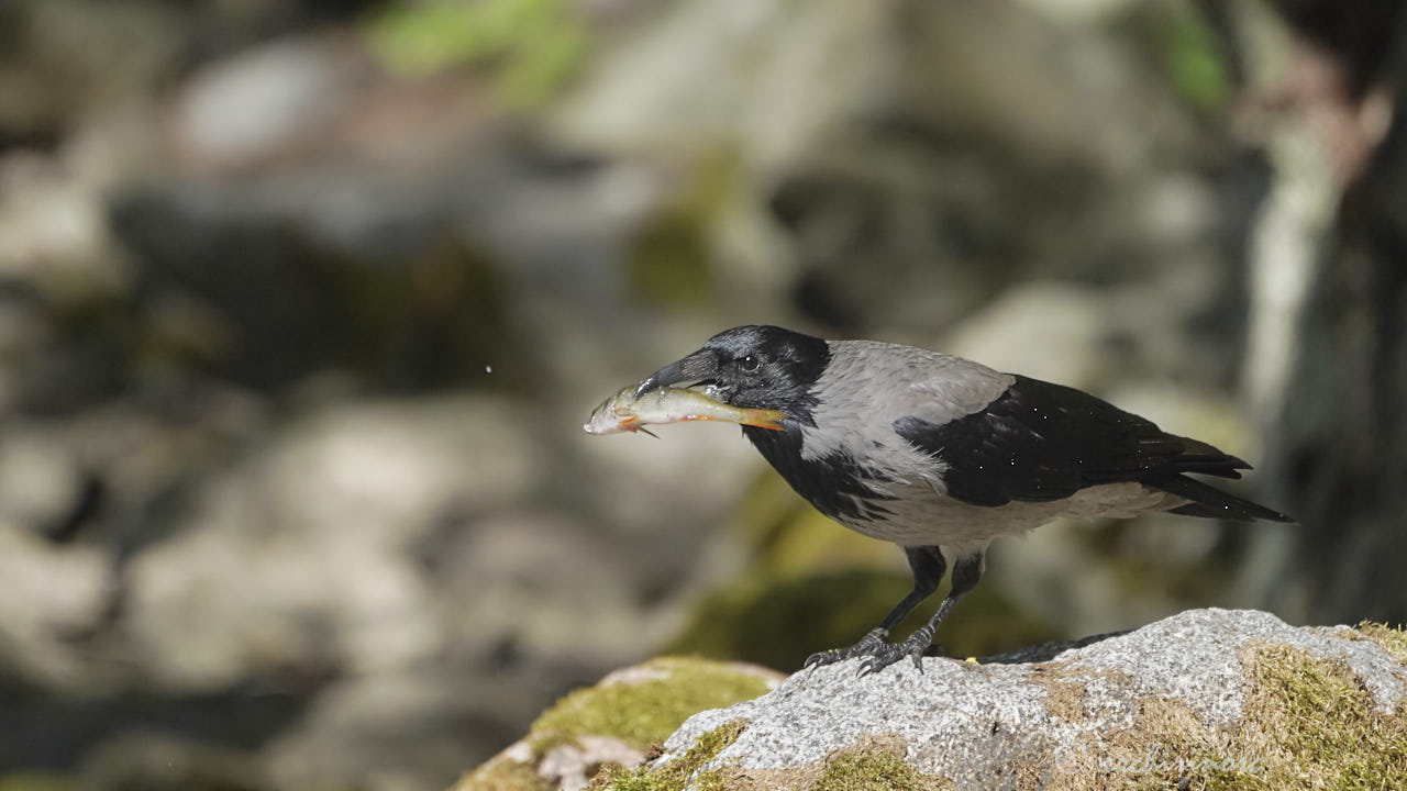 Hooded crow