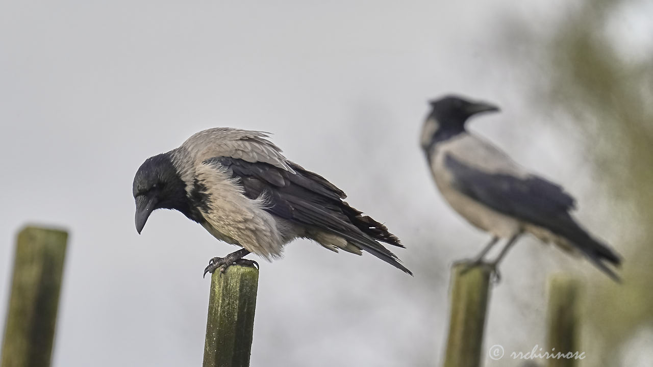 Hooded crow