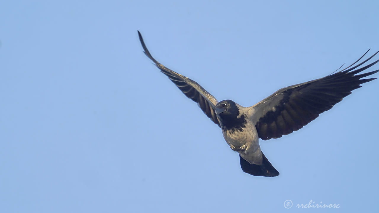 Hooded crow