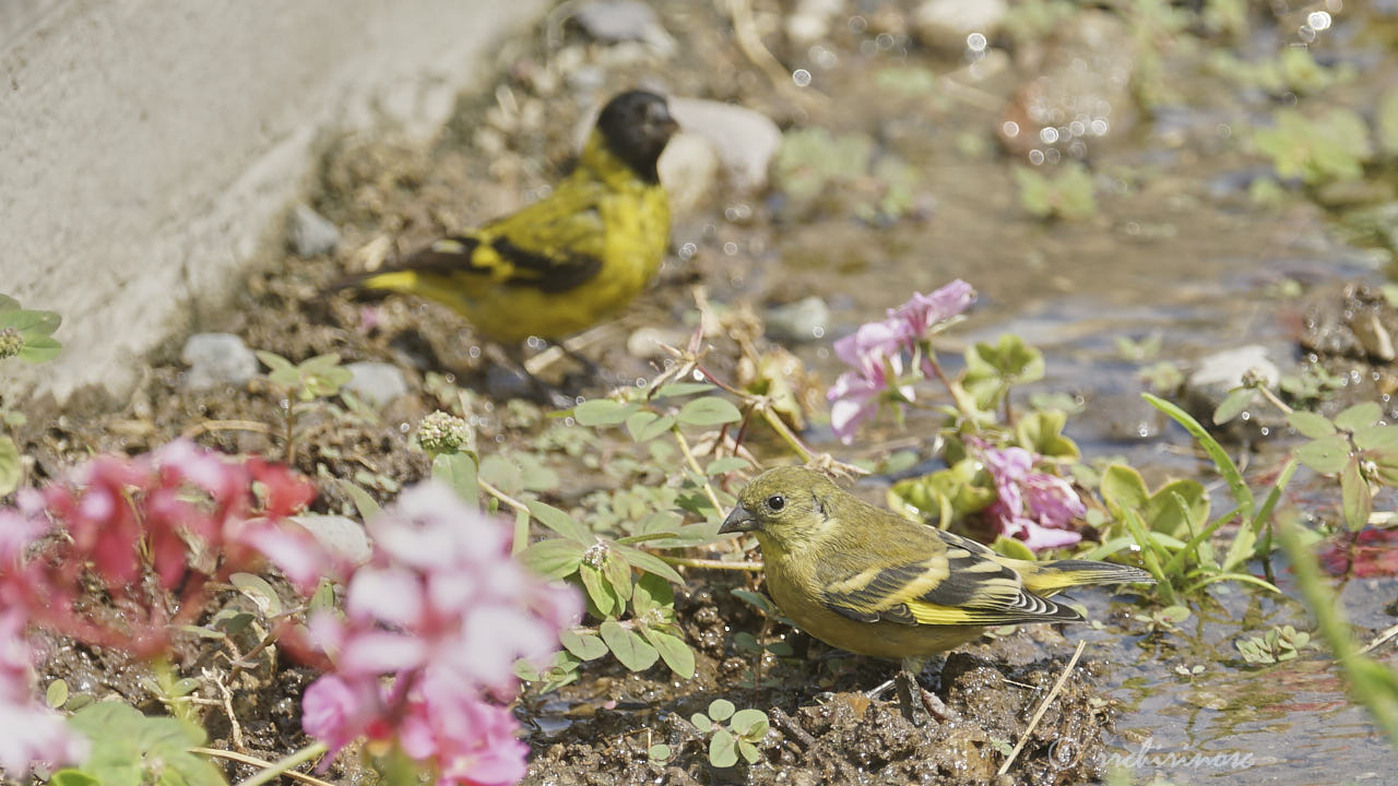 Hooded siskin