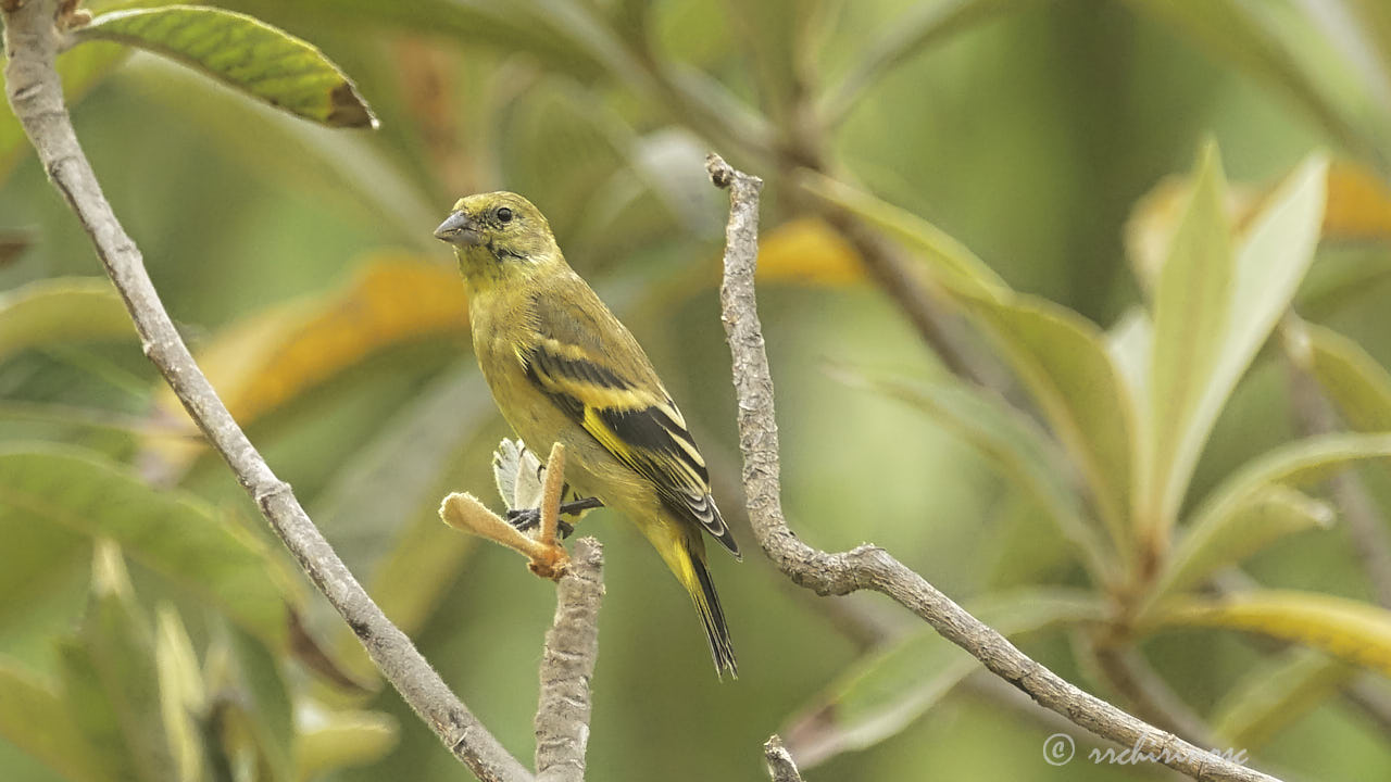 Hooded siskin