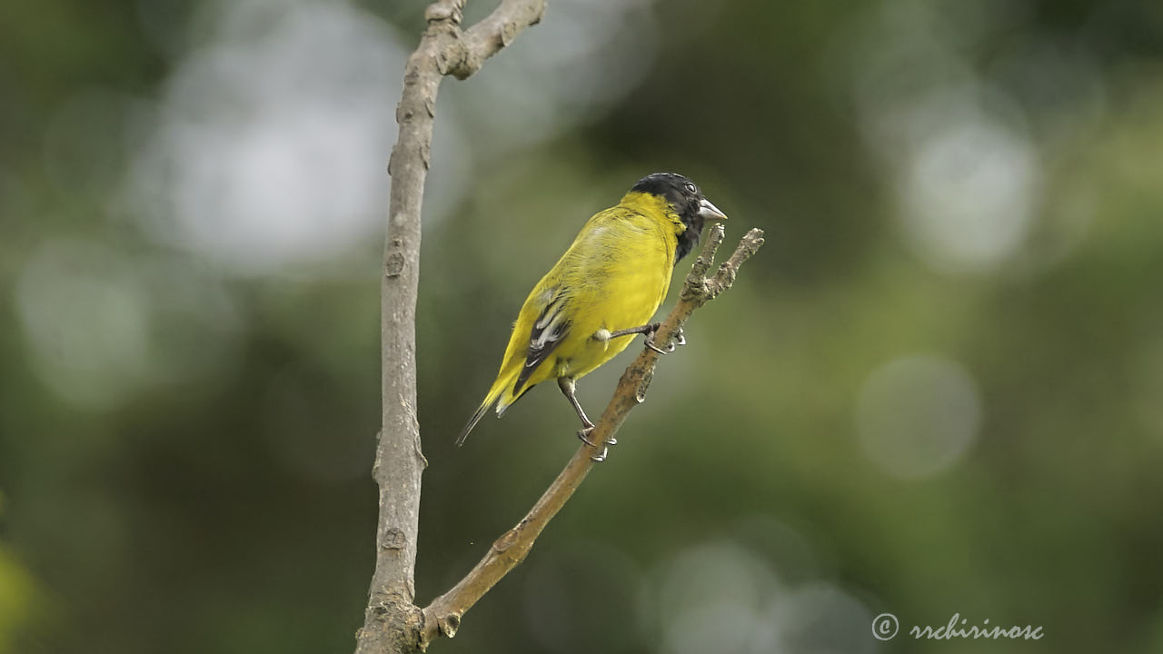 Hooded siskin