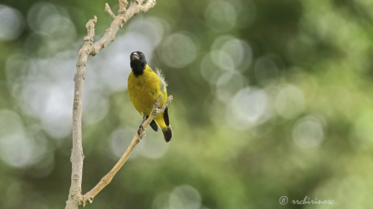 Hooded siskin