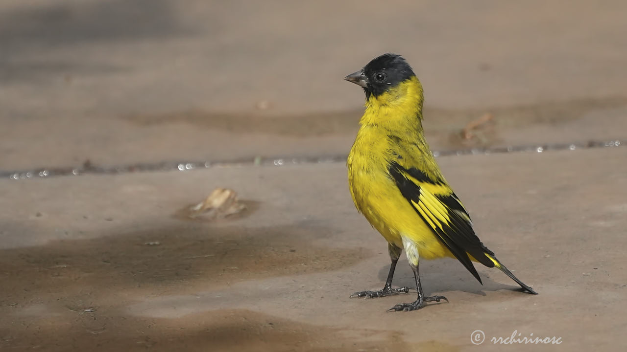 Hooded siskin