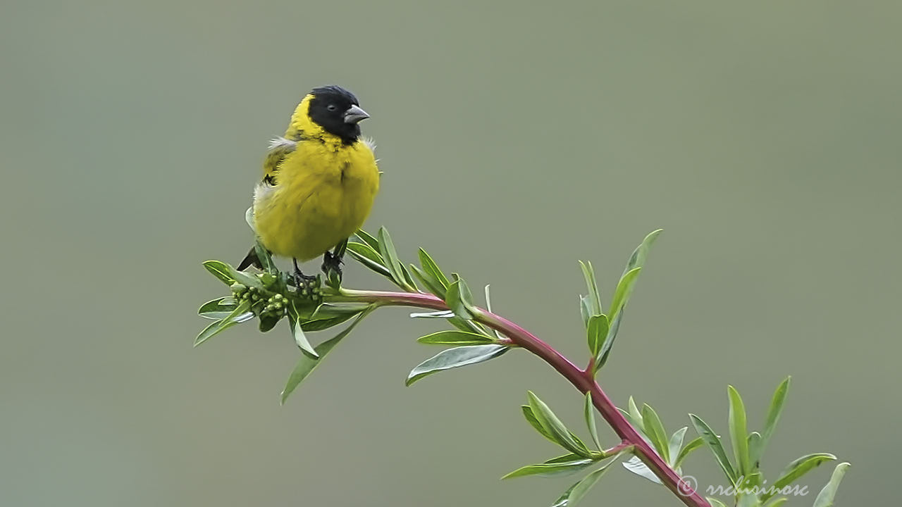 Hooded siskin