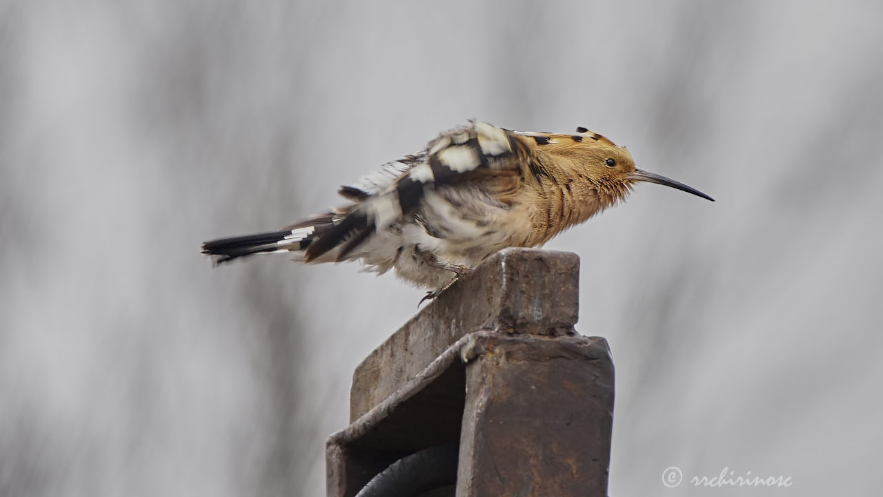 Eurasian hoopoe