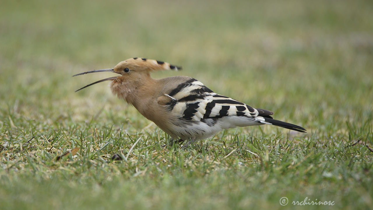 Eurasian hoopoe