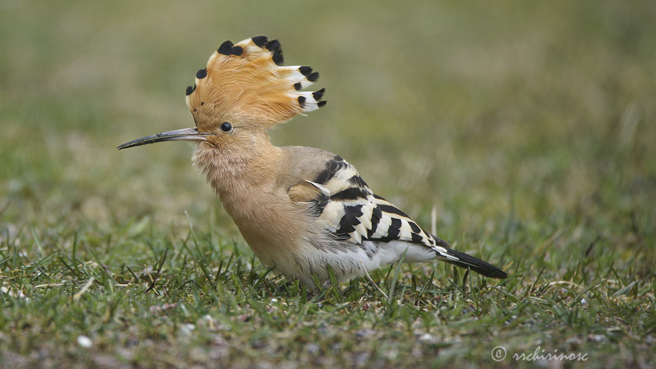 Eurasian hoopoe