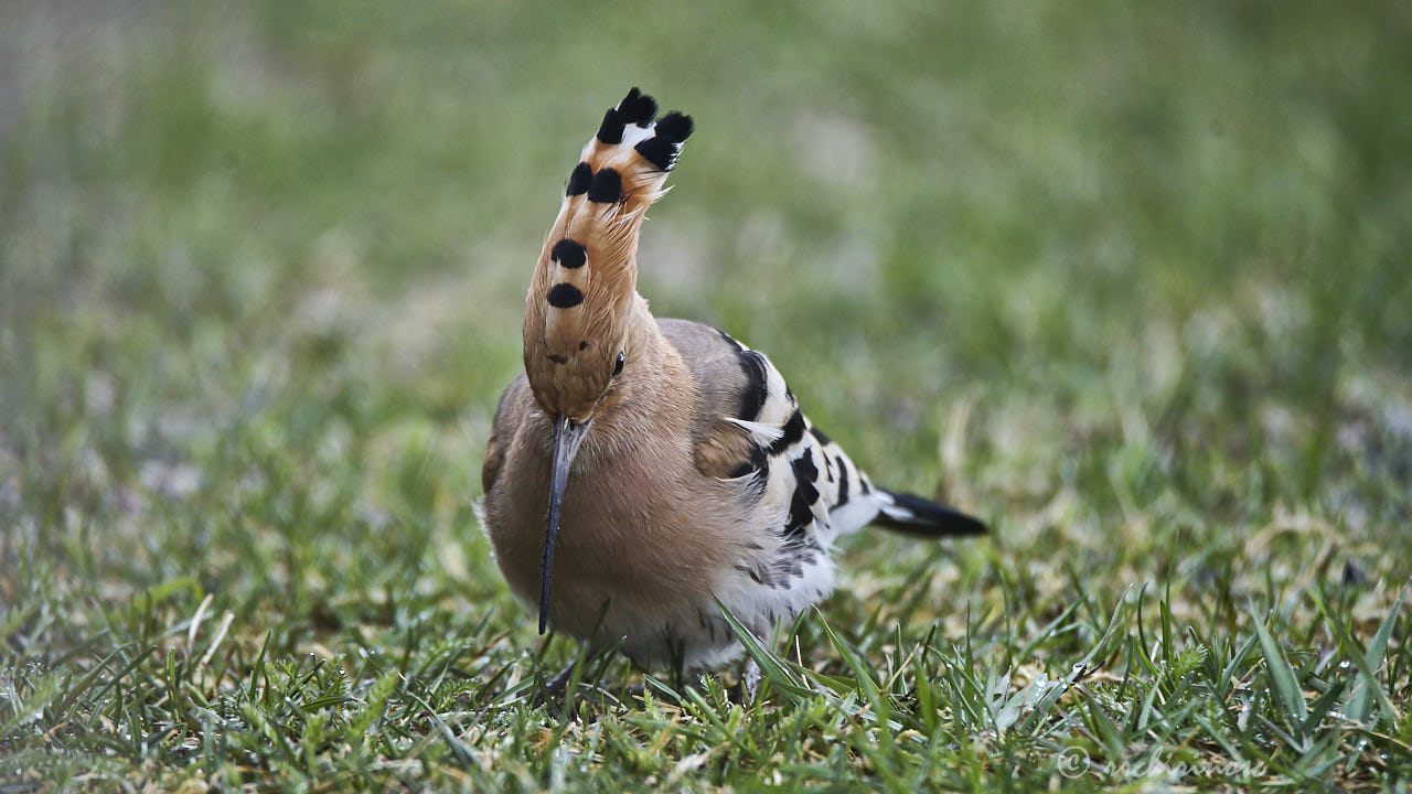 Eurasian hoopoe