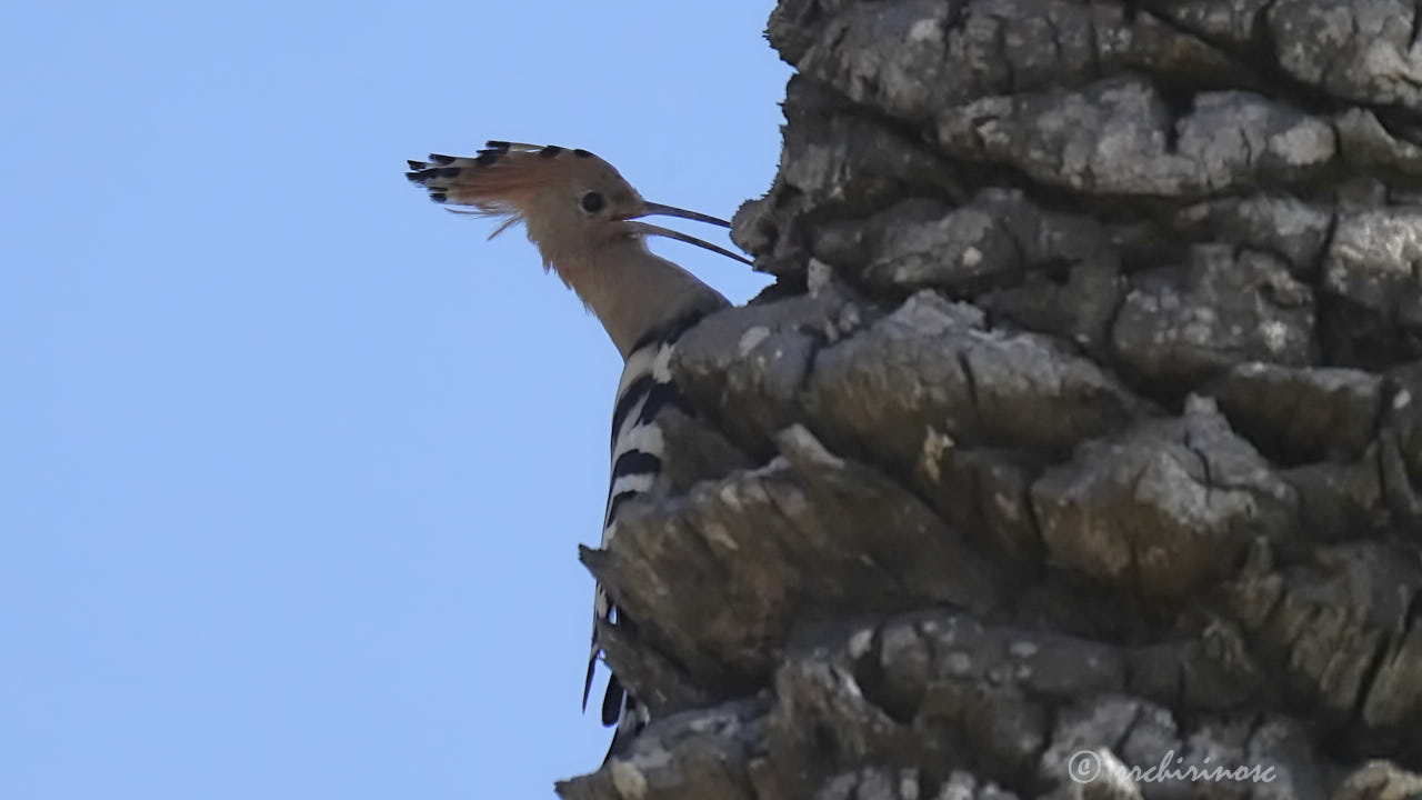 Eurasian hoopoe