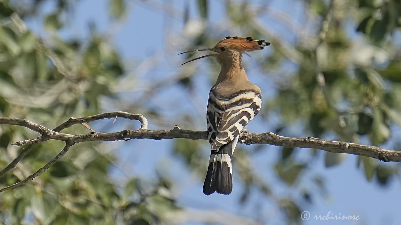 Eurasian hoopoe