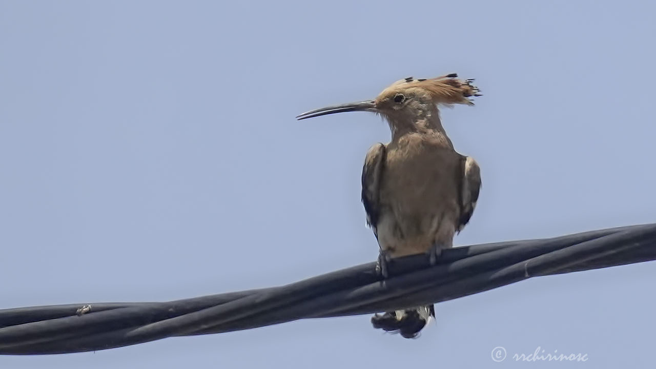 Eurasian hoopoe