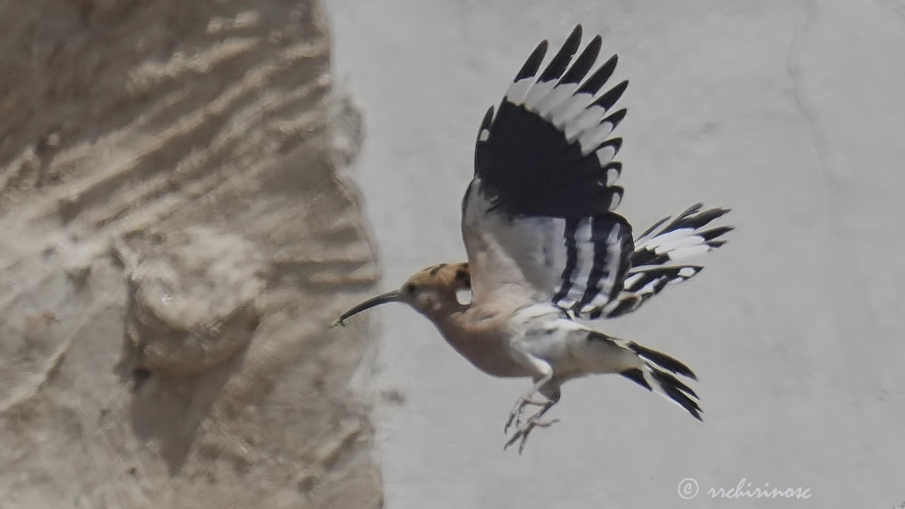 Eurasian hoopoe