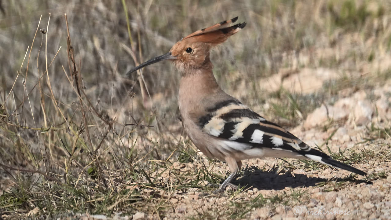 Eurasian hoopoe