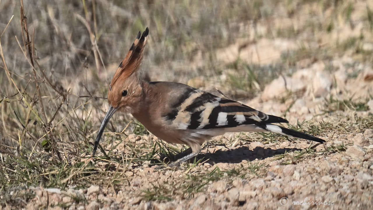 Eurasian hoopoe