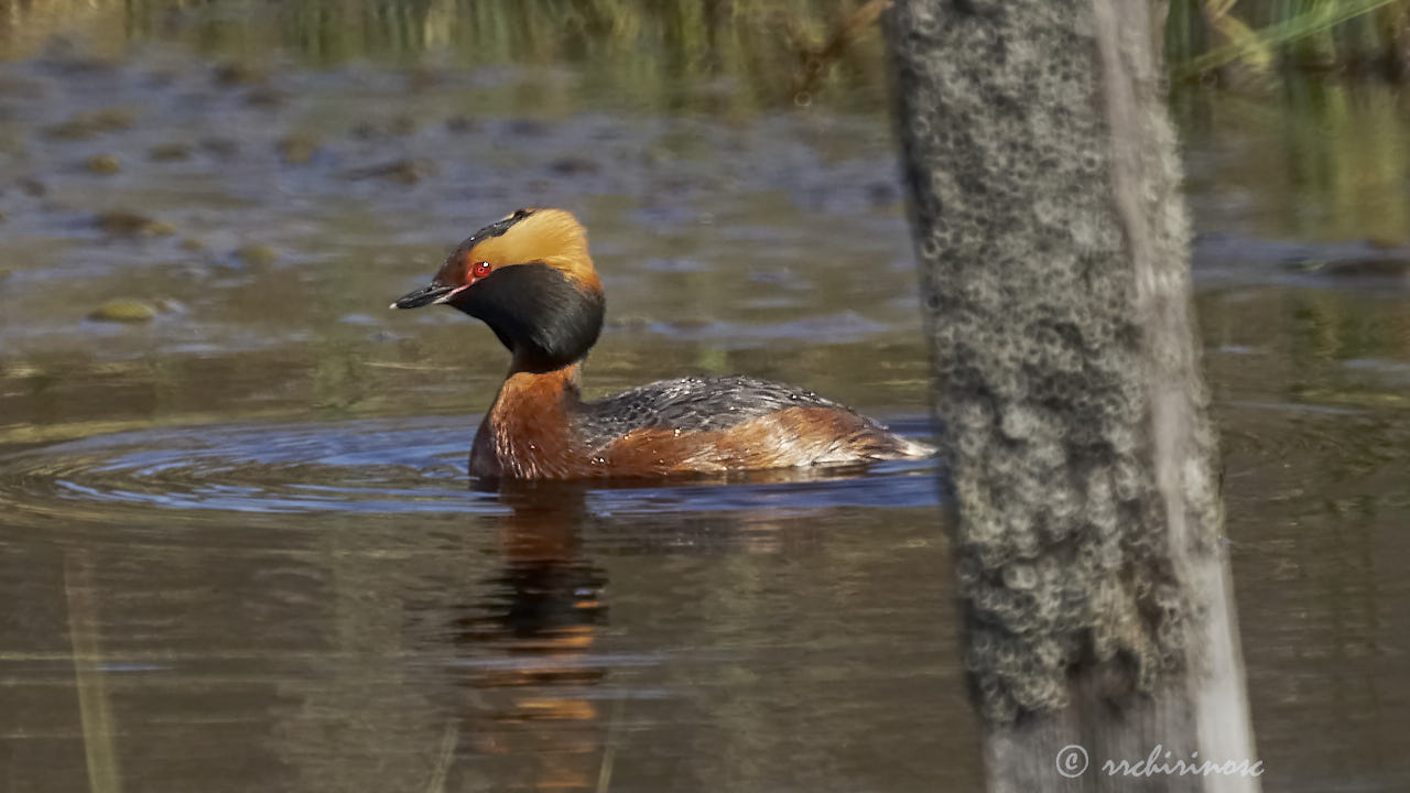 Horned grebe