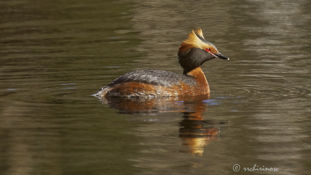 Horned grebe