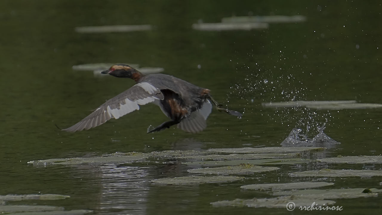 Horned grebe