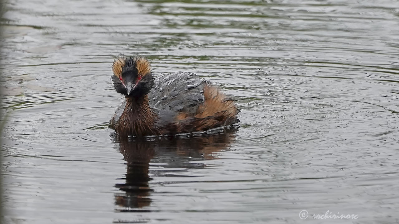 Horned grebe