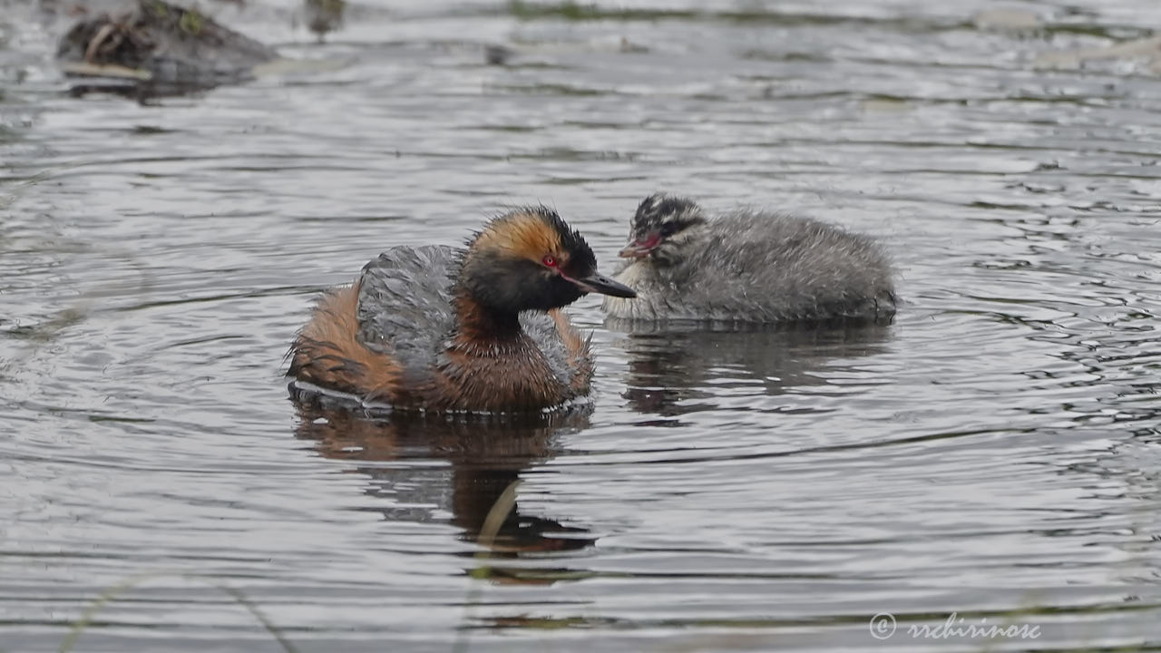 Horned grebe