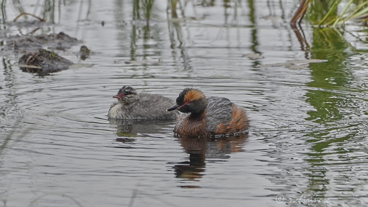 Horned grebe