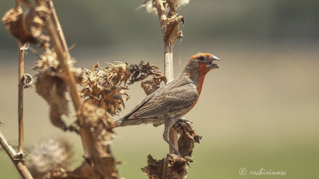 House finch