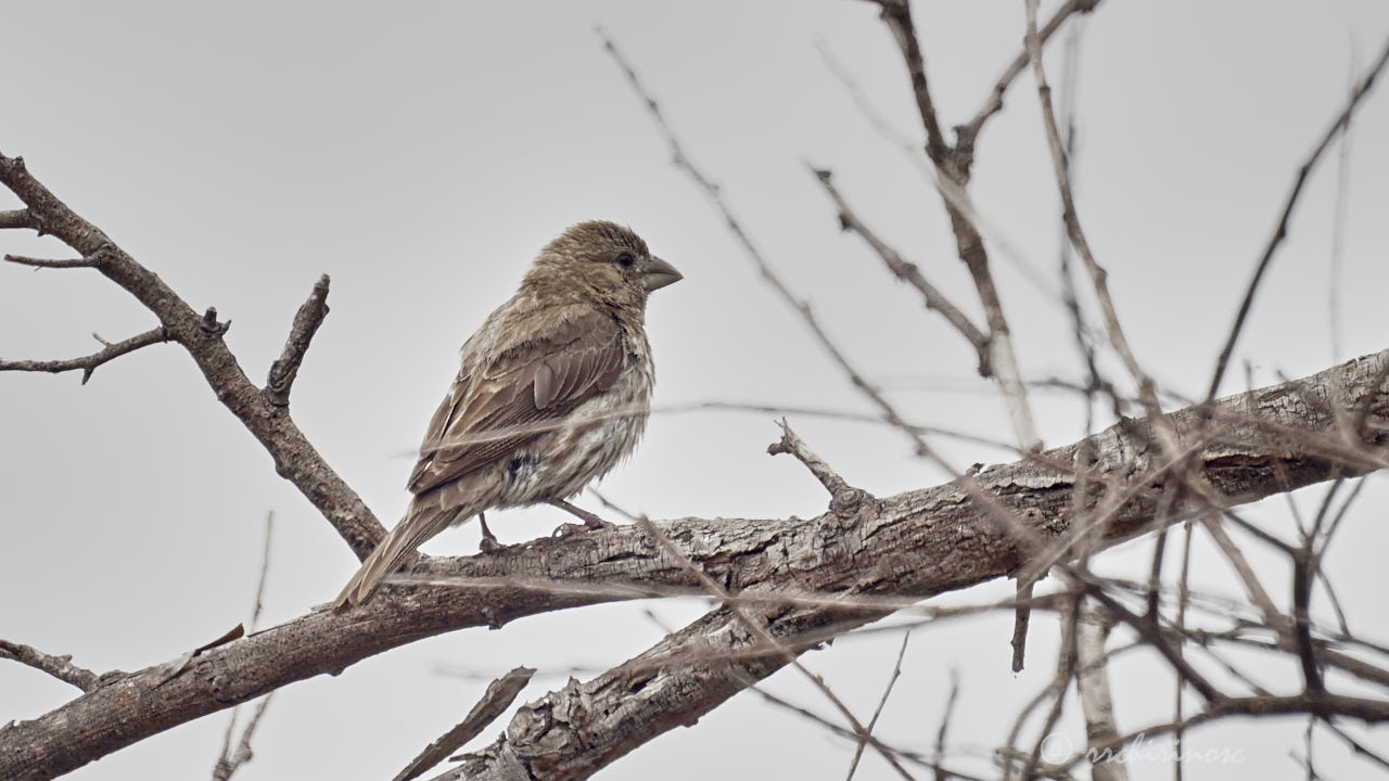 House finch