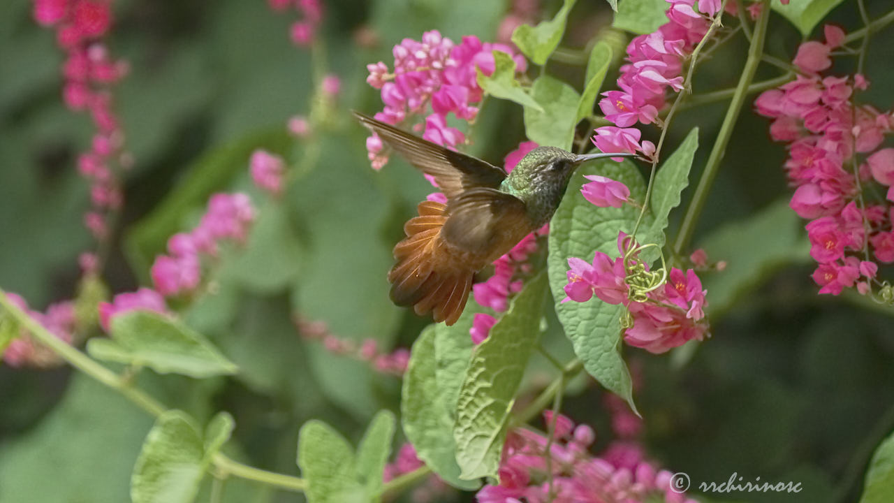 Amazilia hummingbird